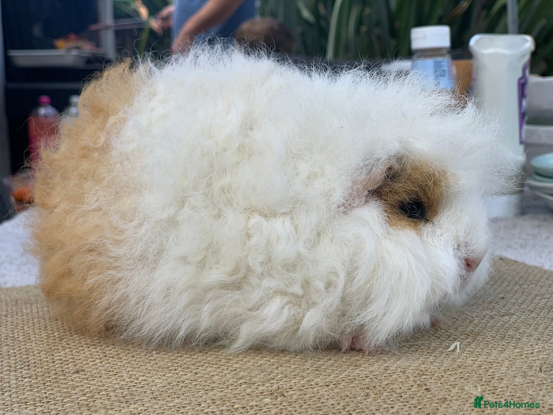 Guinea Pig rodents for sale: Swiss sows and boars  - Image 2