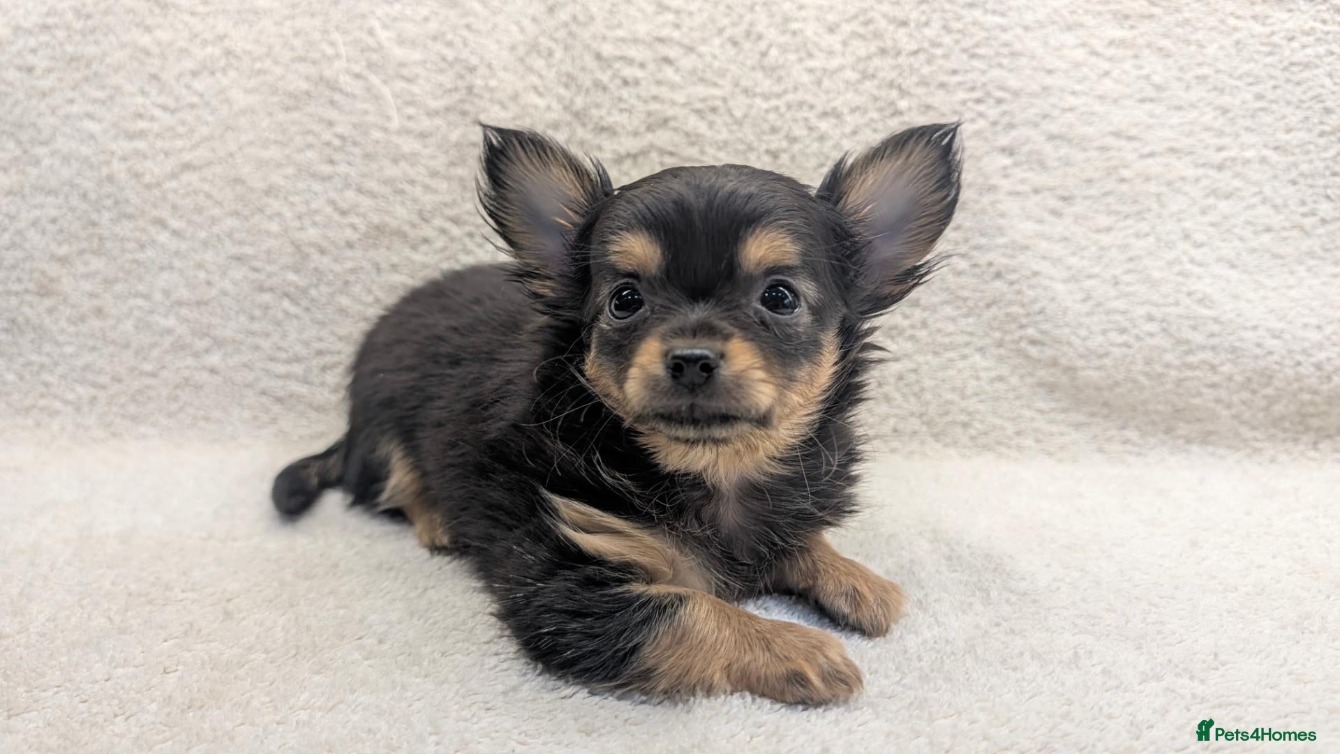 Chihuahua dogs KC Reg Long Coat Chihuahua Puppies, 1 Girl 1 Boy - Advert 1