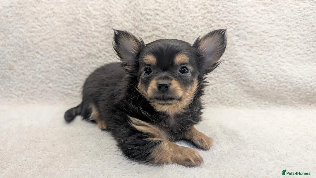 Chihuahua dogs for sale: KC Reg Long Coat Chihuahua Puppies, 1 Girl 1 Boy - Advert 1