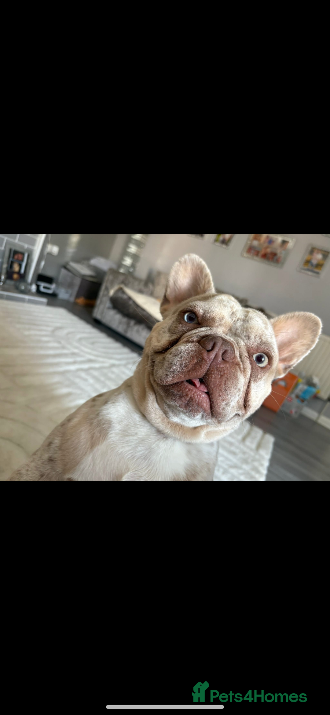 French Bulldog dogs for stud: STUD. New shade Isabella merle.  - Image 8