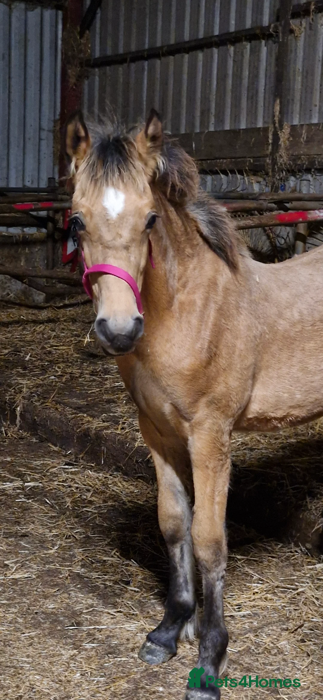 Welsh Section D horses for sale: Welsh Cob Section D Dun Filly  - Advert 2