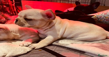 French Bulldog dogs - Advert 12