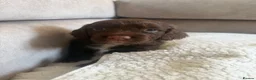 Sprocker dogs for sale: 8 beautiful chocolate and white cocker spaniels  - Advert 11