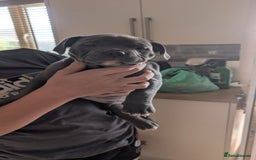 Mixed Breed dogs for sale: Beautiful pups with stunning markings  - Image 31