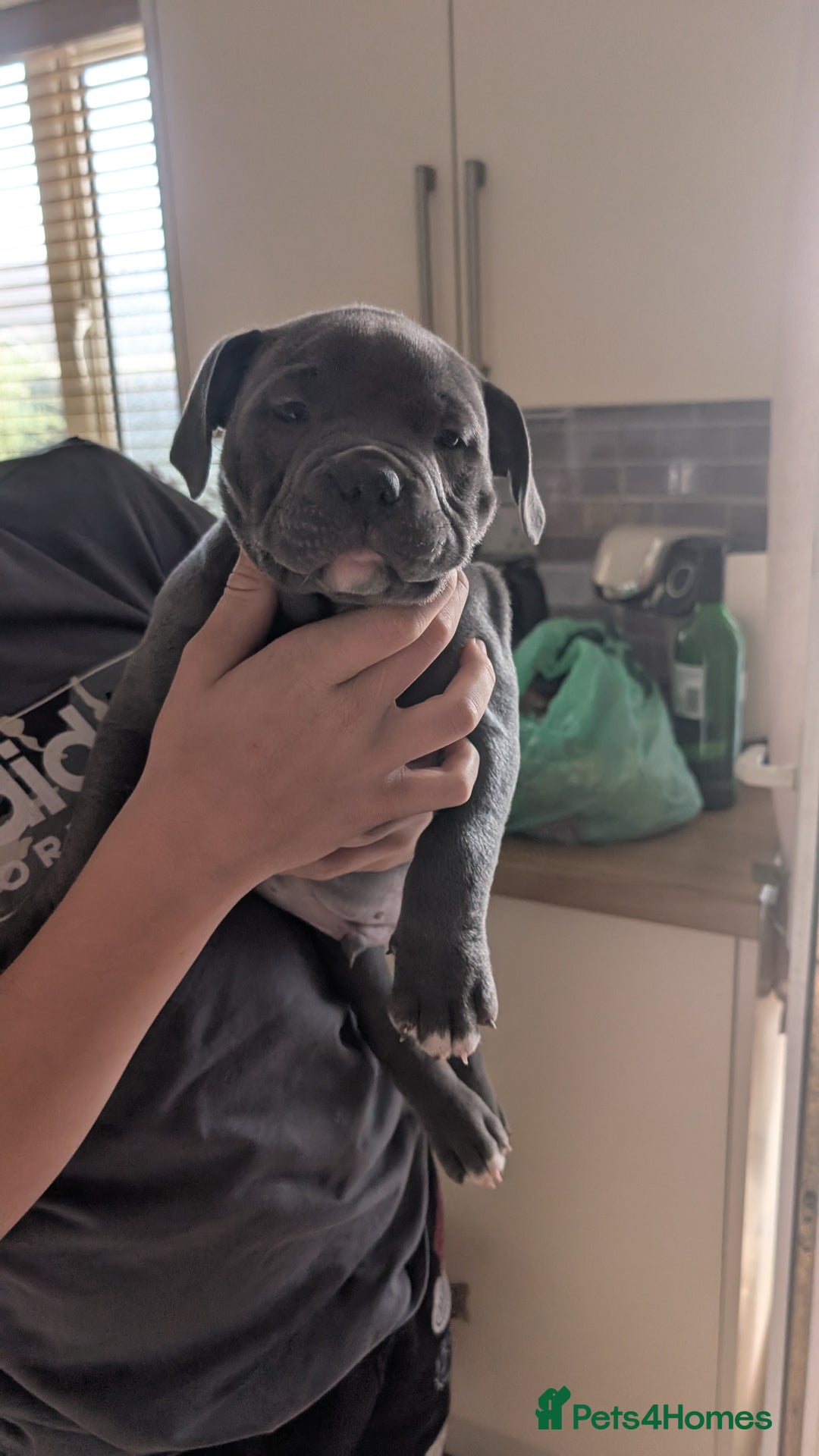 Mixed Breed dogs for sale: Beautiful pups with stunning markings  - Image 31