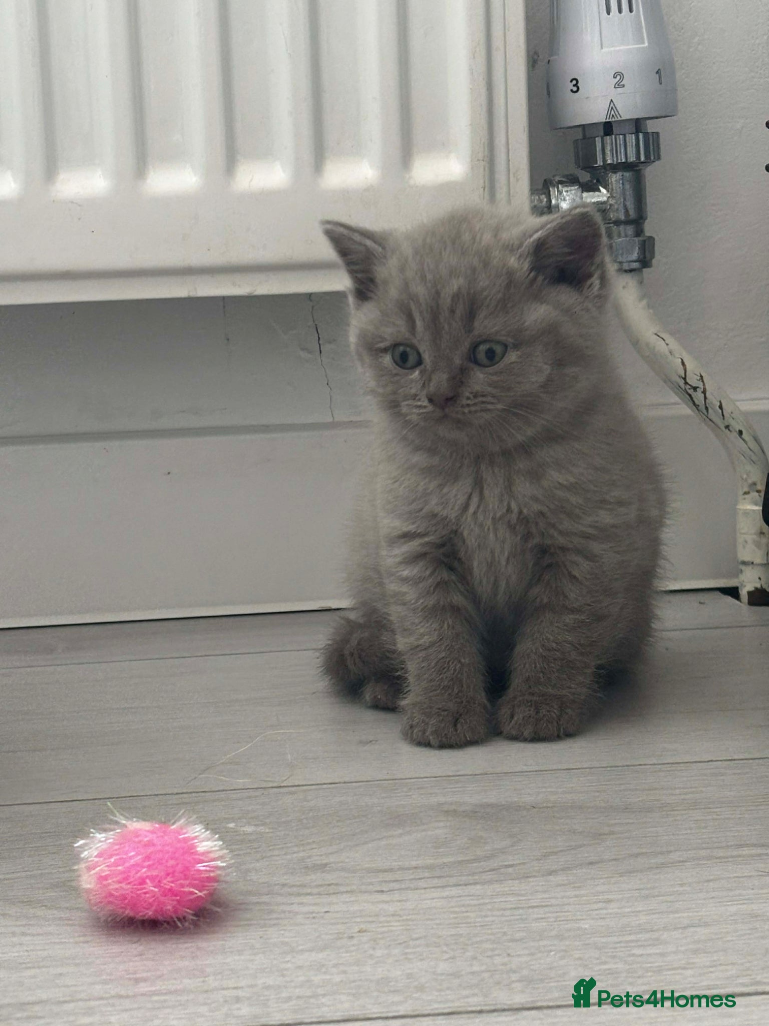 Scottish Fold cats LAST 2 stunning girls left🤩 - Advert 4