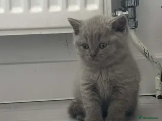 Scottish Fold cats LAST 2 stunning girls left🤩 - Advert 4