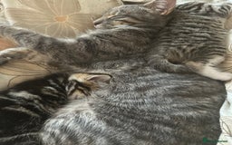 Domestic Shorthair cats for sale: Adorable Domestic Shorthair Kittens - Image 6