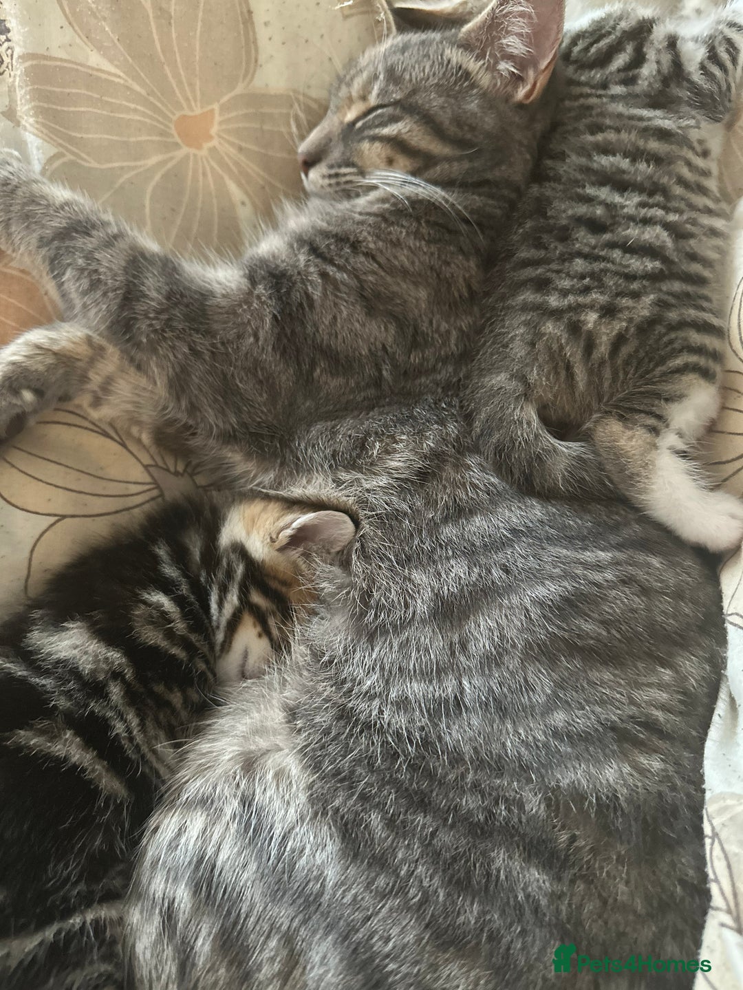 Domestic Shorthair cats for sale: Adorable Domestic Shorthair Kittens - Image 6