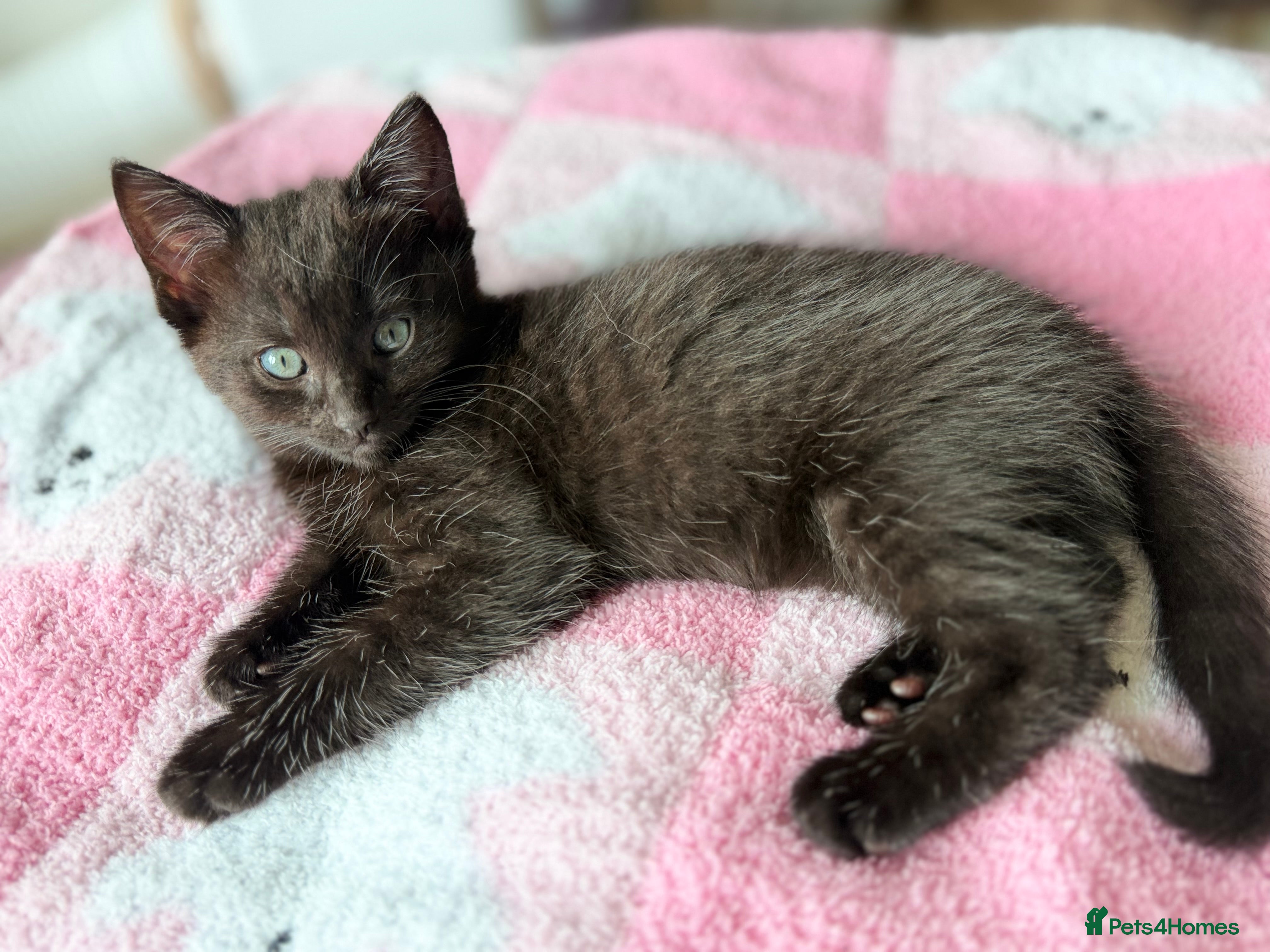Mixed Breed cats Beautiful Ragdoll Cross Kittens – Available - Advert 2