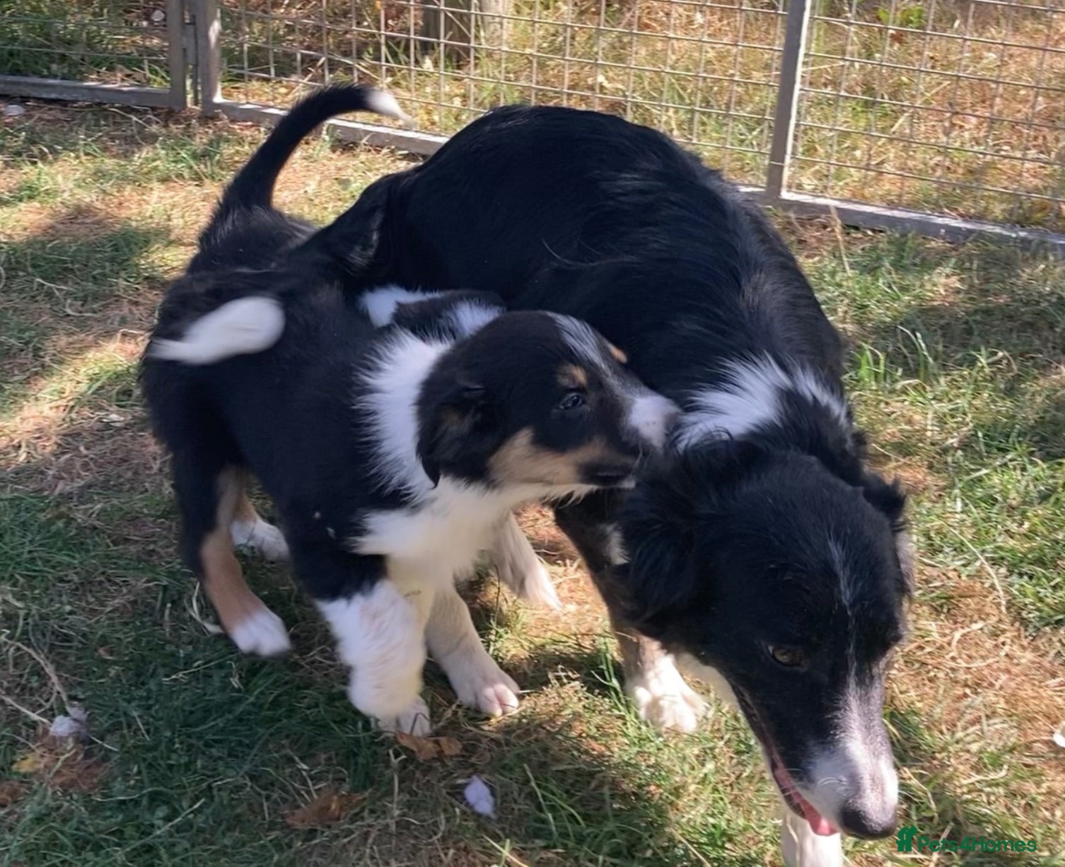 Border Collie dogs Border Collie Puppies  - Advert 1