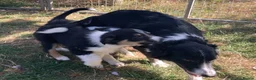 Border Collie dogs for sale: Border Collie Puppies  - Advert 1