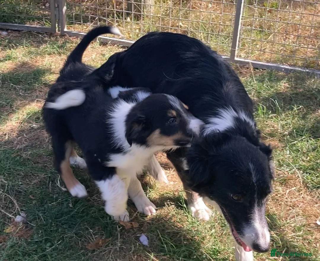Border Collie dogs for sale: Border Collie Puppies  - Advert 1