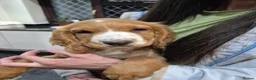 Cocker Spaniel dogs for sale: Cocker spaniel puppies  - Advert 8