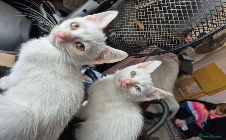 Turkish Van cats - Advert 1