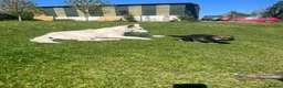 German Shepherd dogs for sale: German shepherd Puppies  - Advert 2