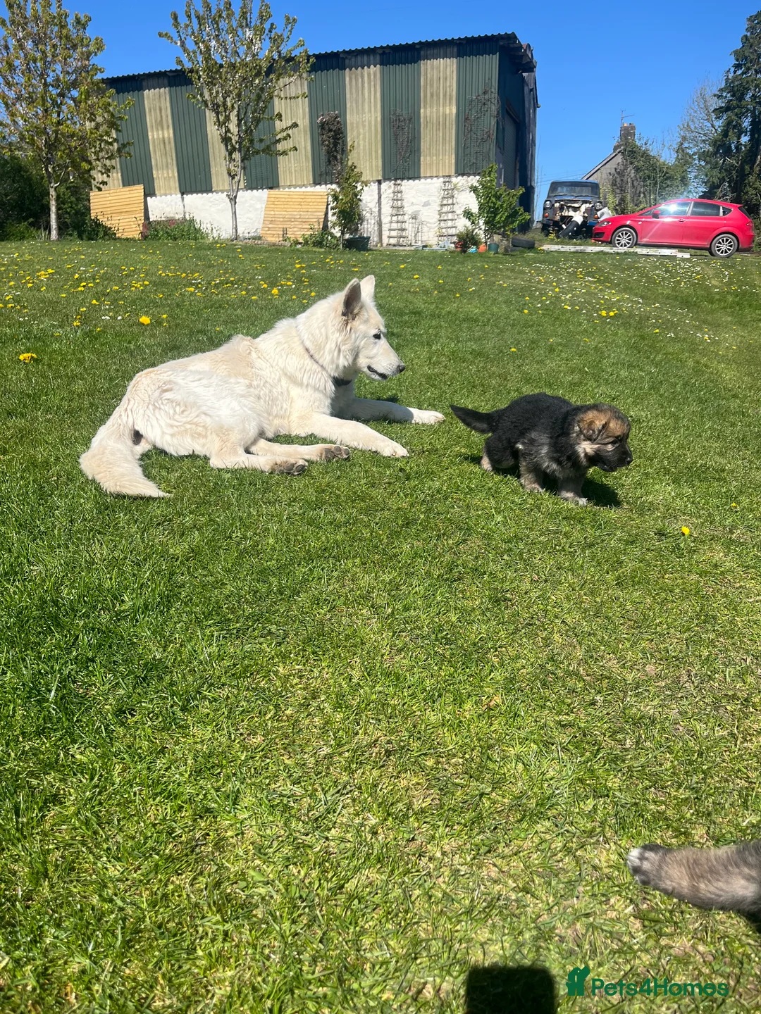 German Shepherd dogs for sale: German shepherd Puppies  - Advert 2