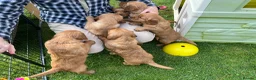 Golden Retriever dogs for sale: Unique, Stunning, Working Golden Retrievers.  - Advert 5