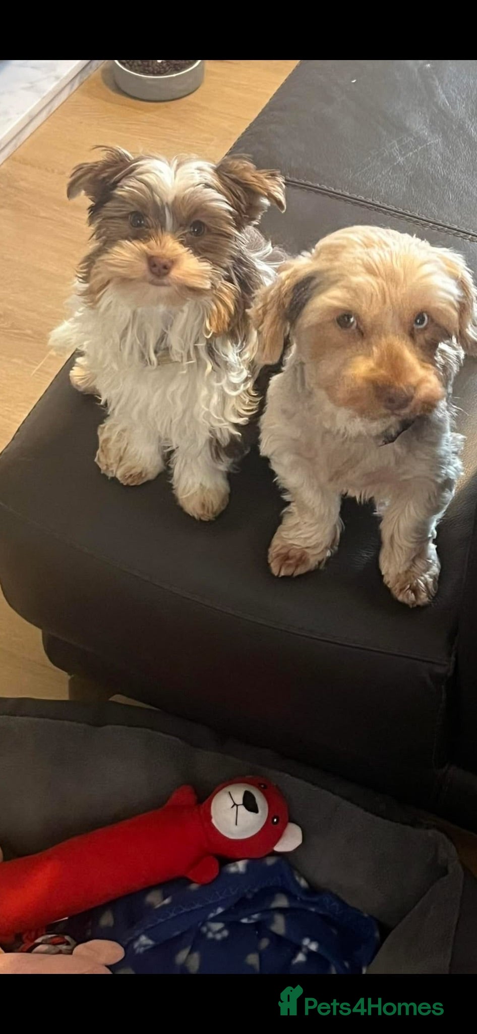 Yorkshire Terrier dogs Two Yorkshire terriers - mum and son  - Advert 2