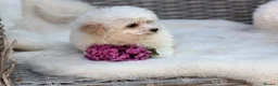 Cavapoochon dogs for sale: Two beautiful cavapoochon girls - Advert 7