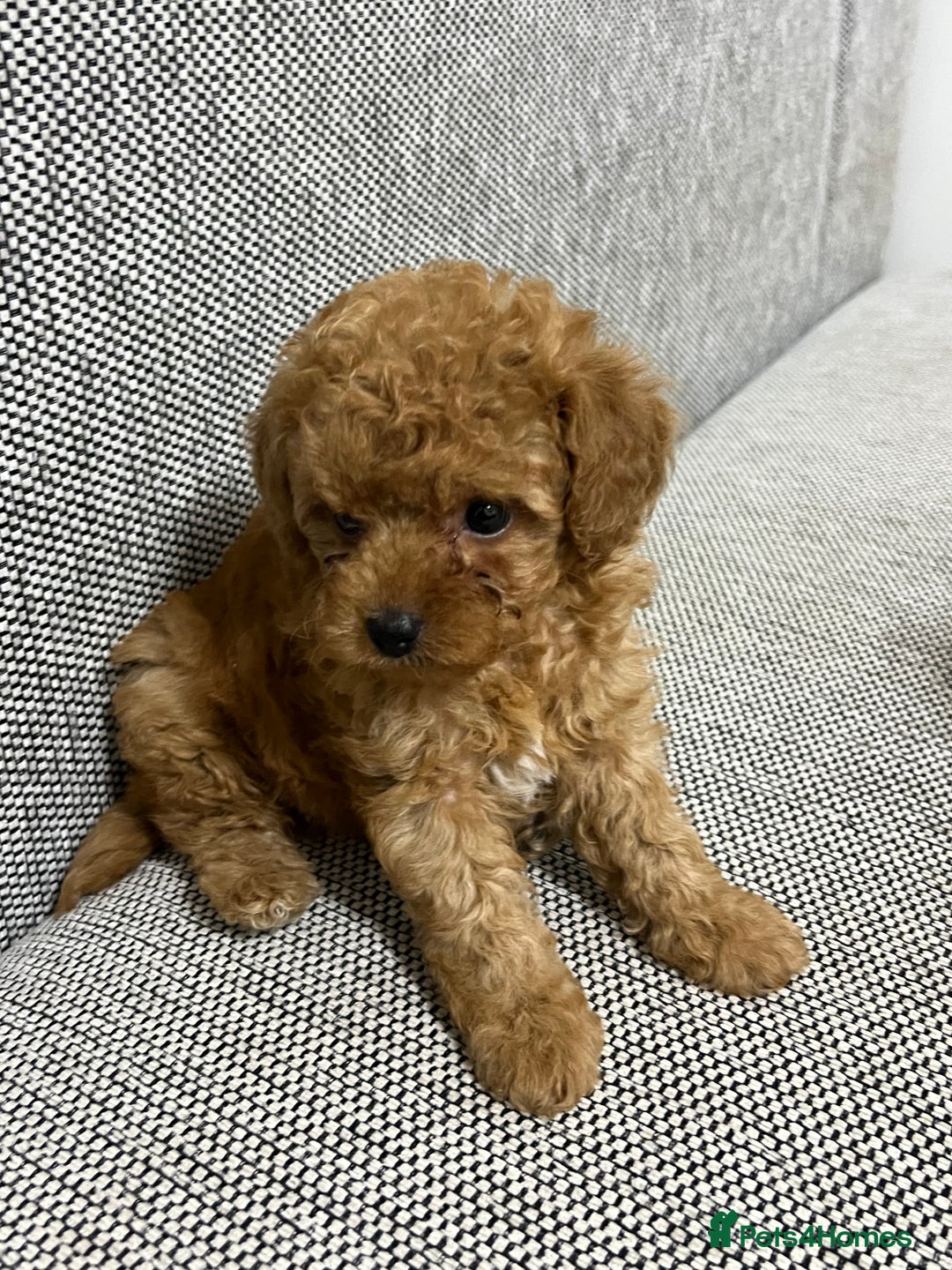 Maltipoo dogs for sale: ✨ Maltipoo F1B females – Ready 1st December ✨ - Advert 6