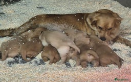 Golden Retriever dogs for sale: KC GOLDEN RETRIEVER PUPPIES, HEALTH SCORED PARENTS - Advert 9