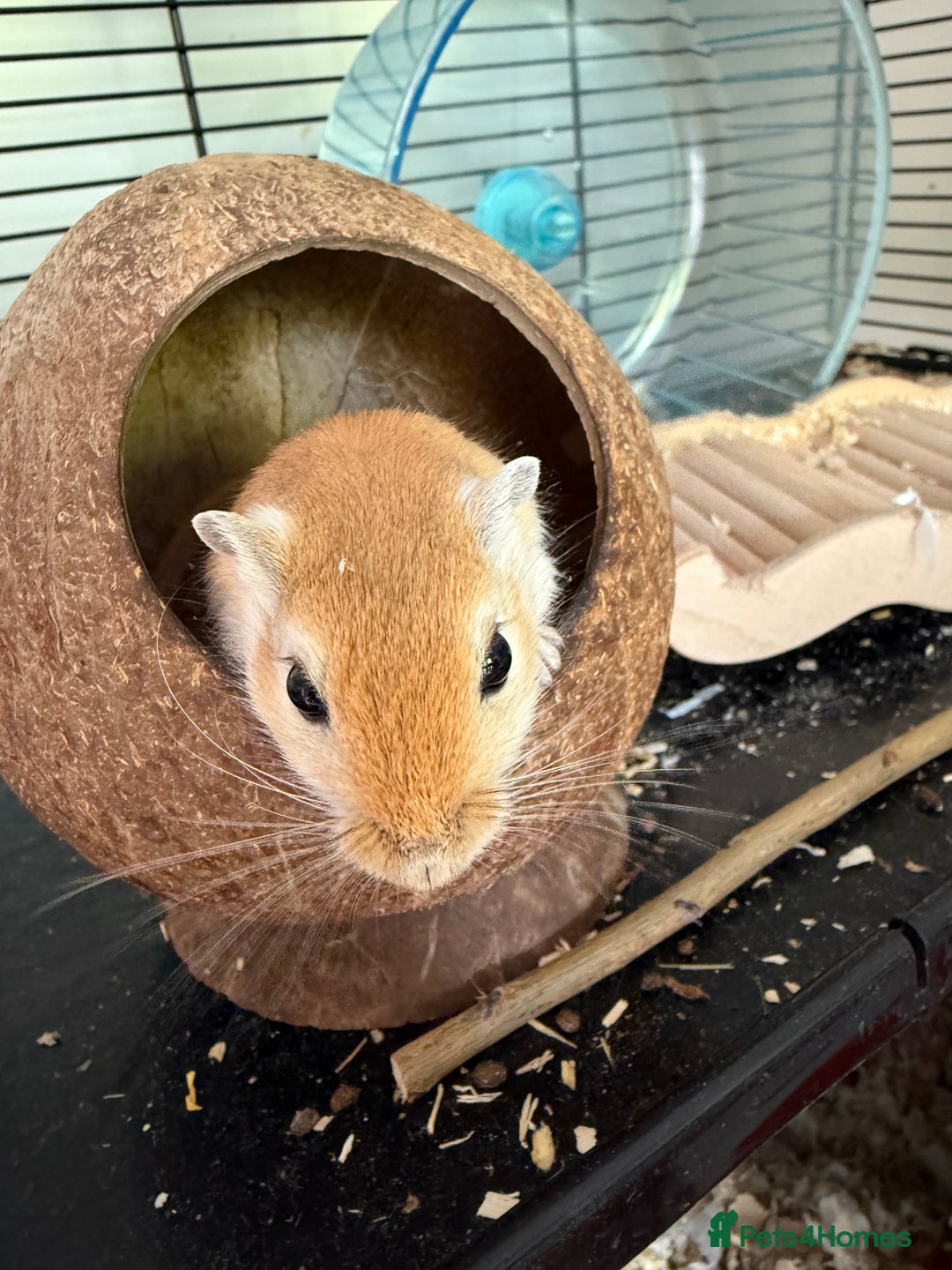 Gerbil rodents for sale: 4 males gerbils and set up  - Image 8
