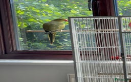 Ringnecks birds for sale: Violet ringneck / and green ringneck for sale  - Image 6