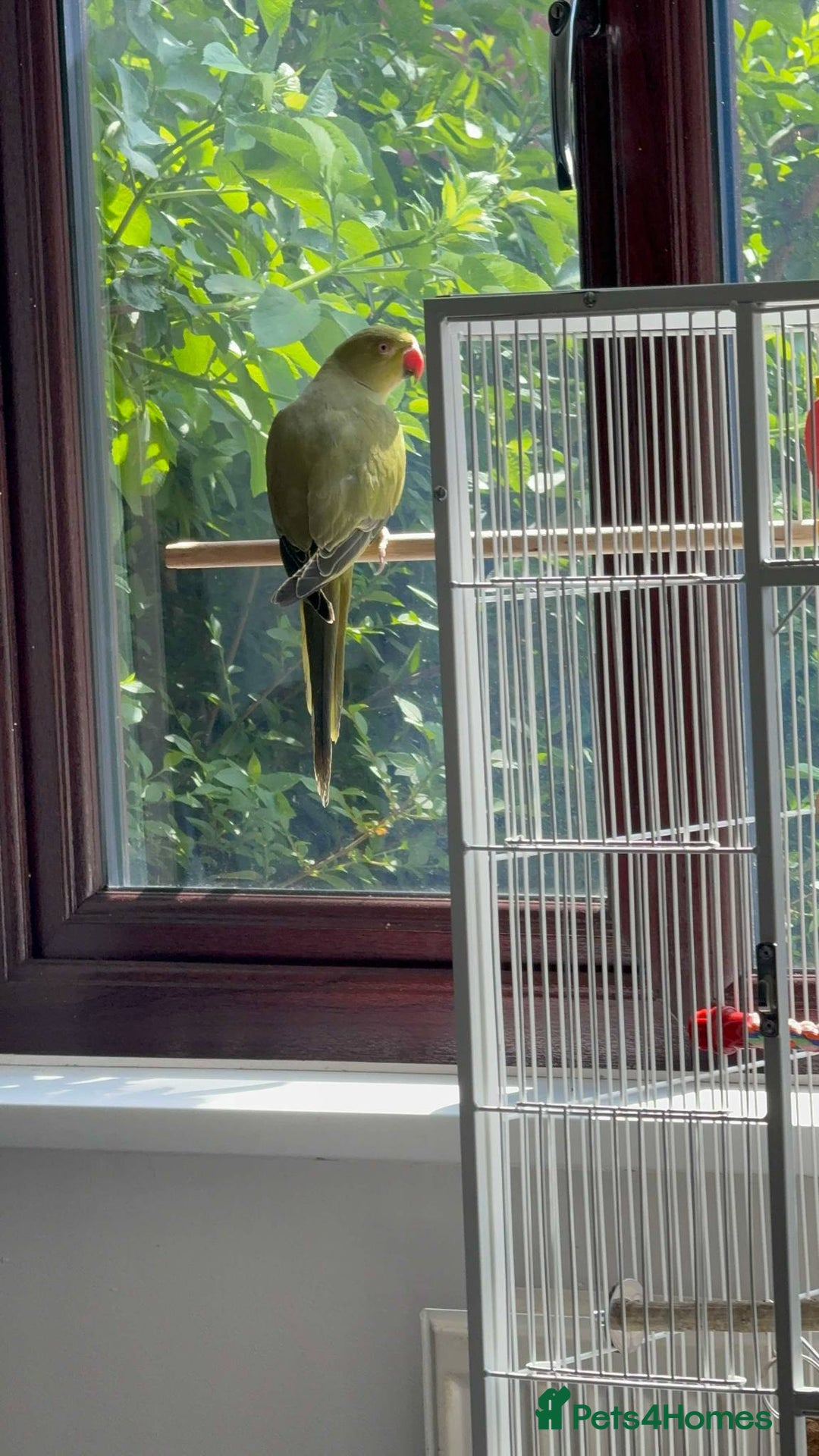 Ringnecks birds for sale: Violet ringneck / and green ringneck for sale  - Image 6