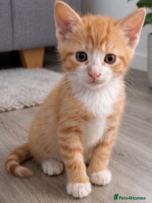 Mixed Breed cats Beautiful male kittens  - Advert 5