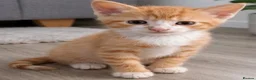Mixed Breed cats for sale: Beautiful male kittens  - Advert 1