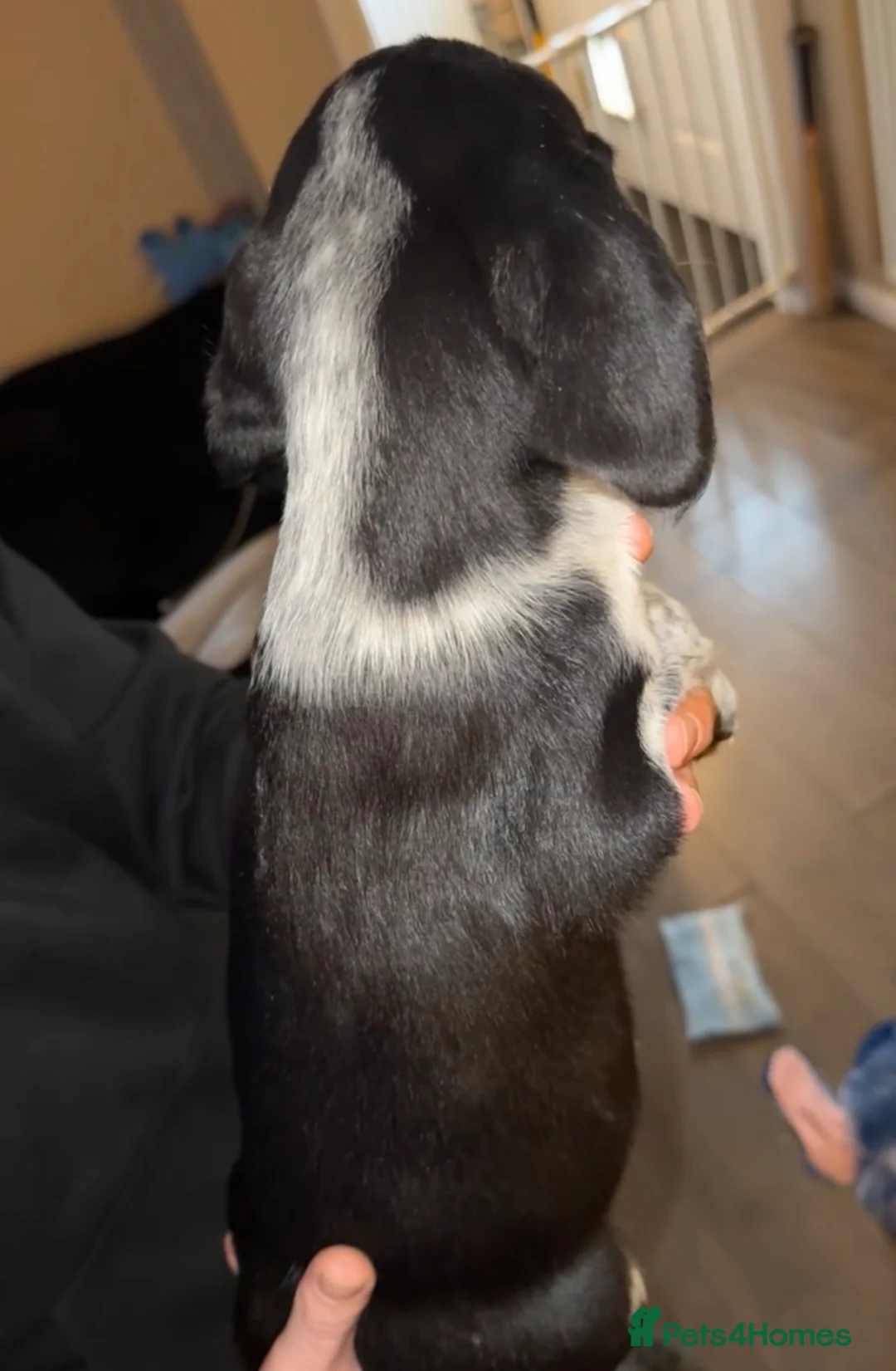 Mixed Breed dogs for sale: 4 Sprollies LEFT 🩶 - Advert 8