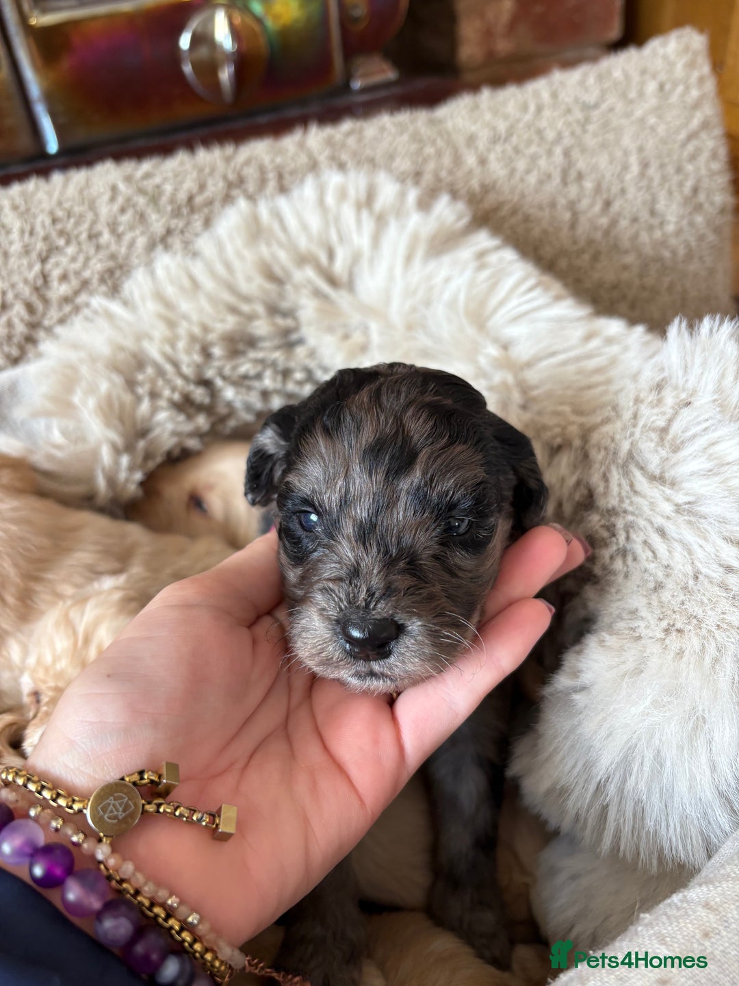 Labradoodle dogs for sale: Miniature Labradoodle Pups - Image 18