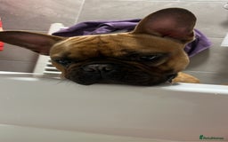 French Bulldog dogs for sale: Spud - rehoming  - Image 8