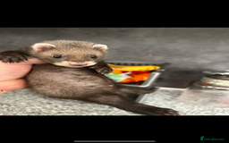 Ferret rodents for sale: Baby ferrets  - Image 10