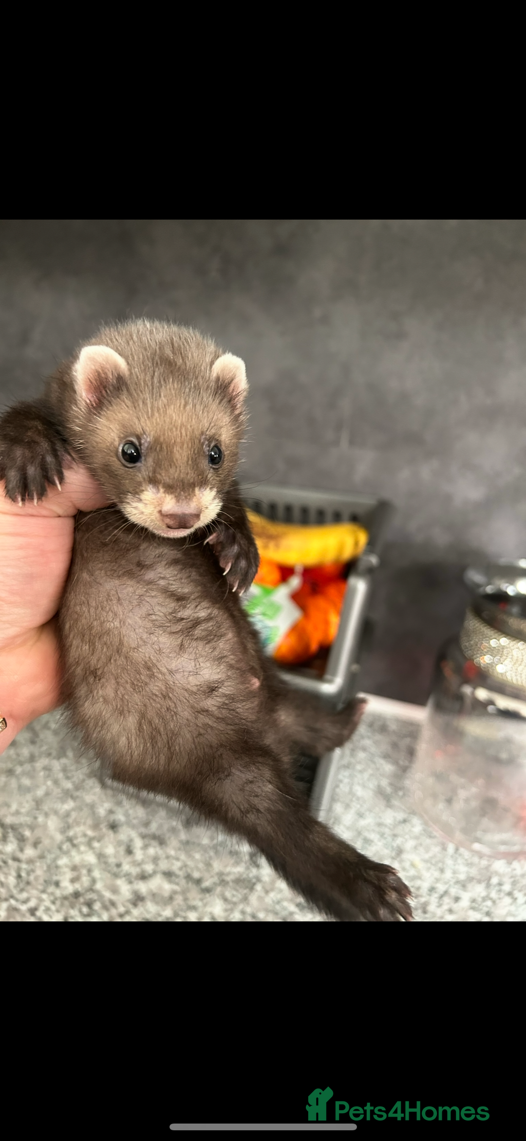 Ferret rodents for sale: Baby ferrets  - Image 10