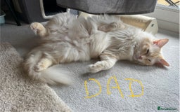 Ragdoll cats for sale: Pure boy blue point Ragdoll 14M full care plan - Image 5