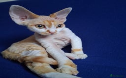 Devon Rex cats for sale: Adorable Devon Rex kittens for sale! - Image 3