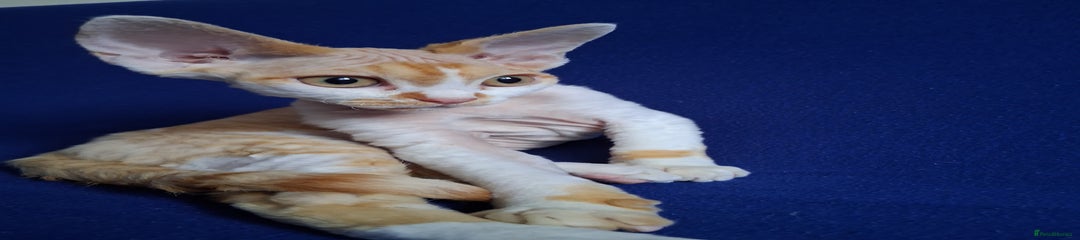 Devon Rex Kitten 2