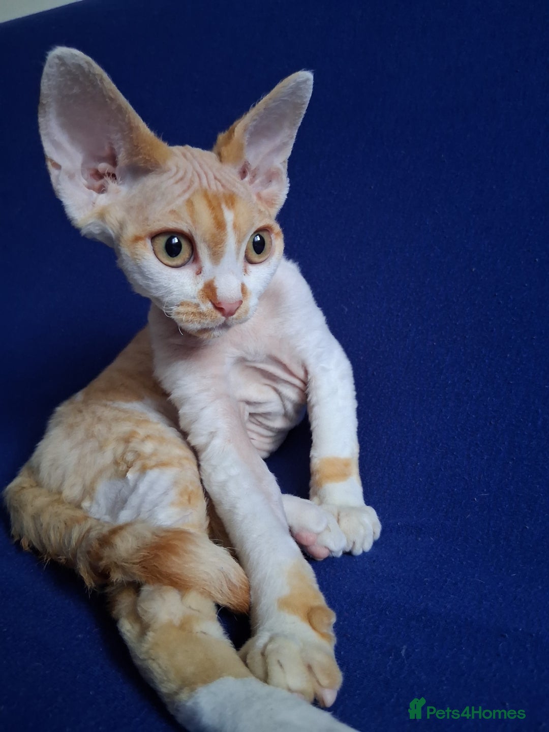 Devon Rex cats for sale: Adorable Devon Rex kittens for sale! - Image 3