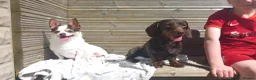 Miniature Dachshund dogs for sale: Mabli for a loving home - Advert 3