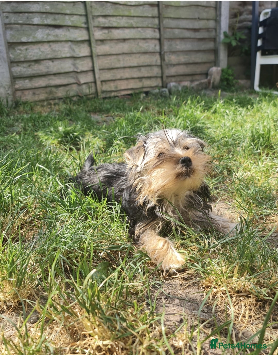 Yorkshire Terrier dogs Mini Yorkshire Terrier - Advert 6