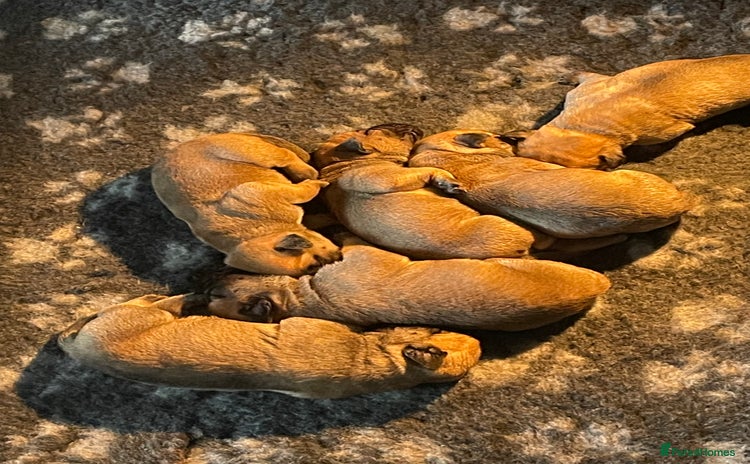 Bullmastiff dogs - Advert 1