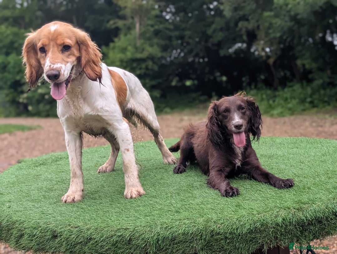 Cocker Spaniel dogs for sale: Golden and red working cocker spaniels  - Image 12