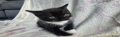 Tuxedo