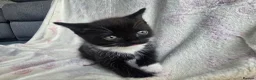 Mixed Breed cats for sale: Ragdoll Mix in Carluke - Advert 7