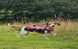Mixed Breed dogs for adoption: Little Nancy is ready for her forever family! - Image 4