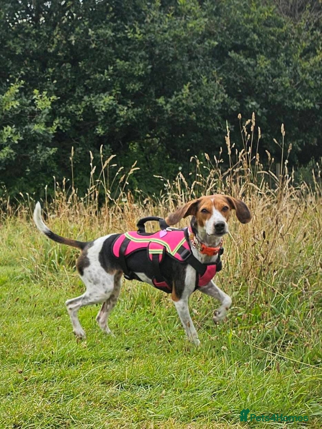 Mixed Breed dogs for adoption: Little Nancy is ready for her forever family! - Image 4
