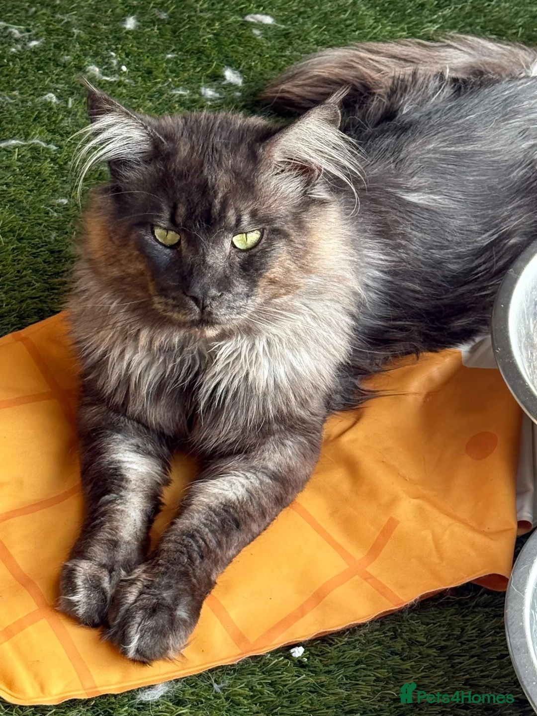 Maine Coon cats for stud: TICA registered Black Smoke stud  - Advert 2