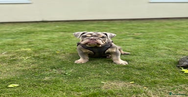 English Bulldog dogs - Advert 6